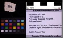 Foto (Objekt + Etiketten) von Tuberosagalathea sp. (NHMW-GEO-1990-0041-0292)